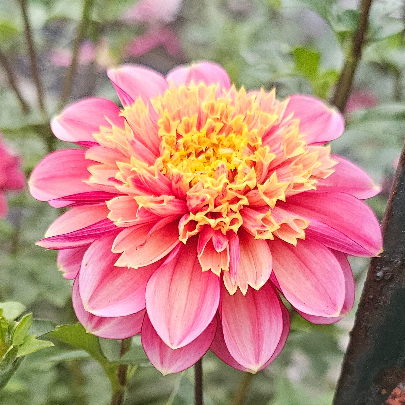 BJ's Rival Dahlia