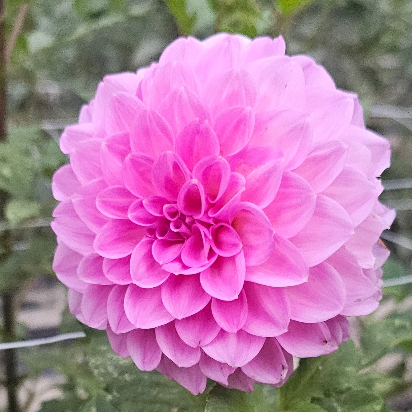 Rock Run Mark Dahlia