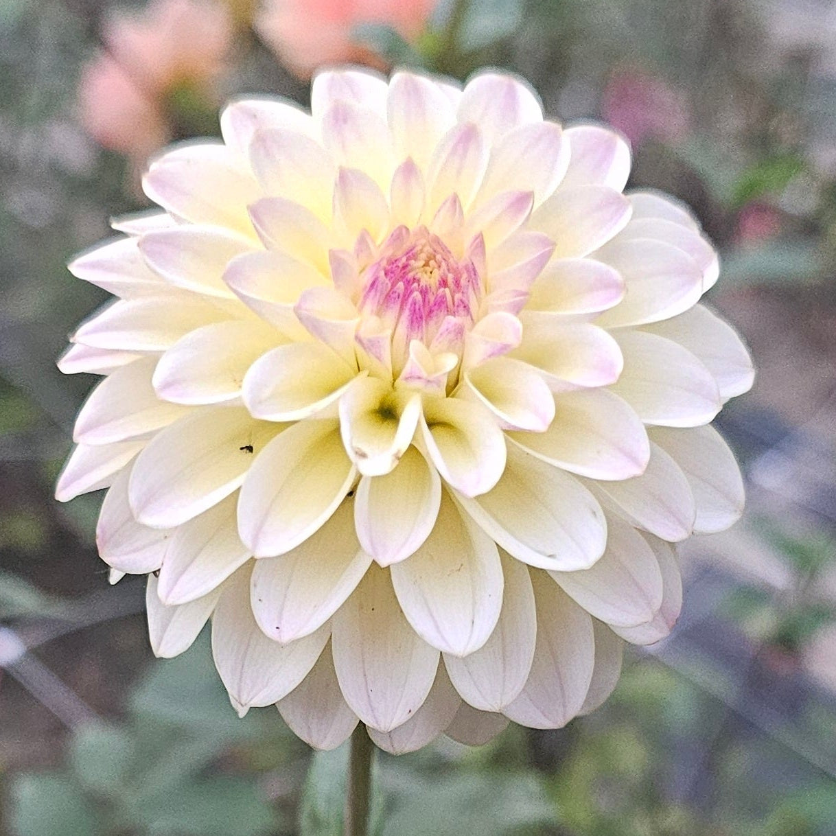 CHi Ree Paige Dahlia