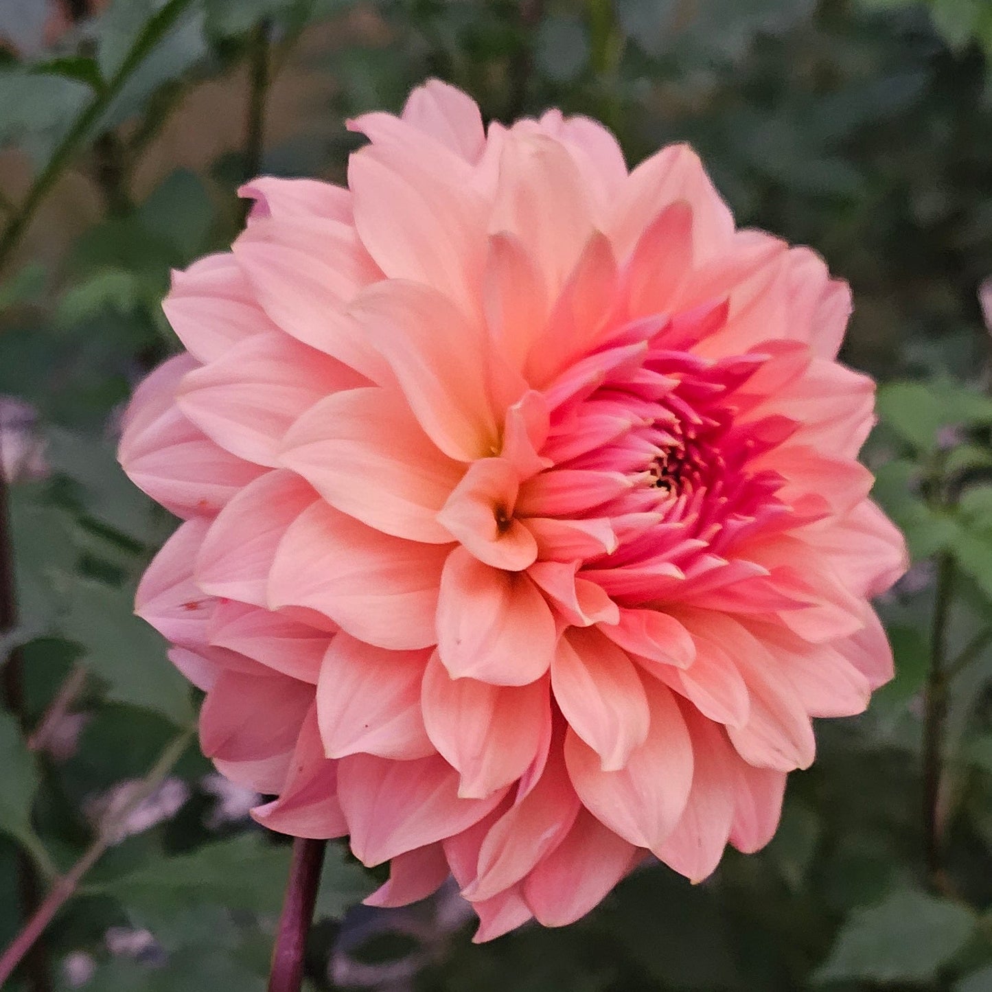Normandy Bright Day Dahlia