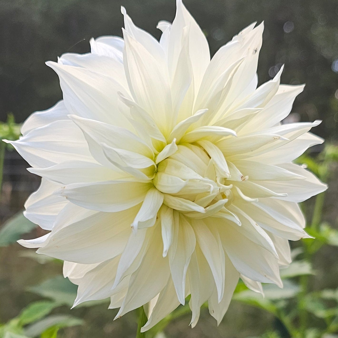 Wyn's Ghostie Dahlia