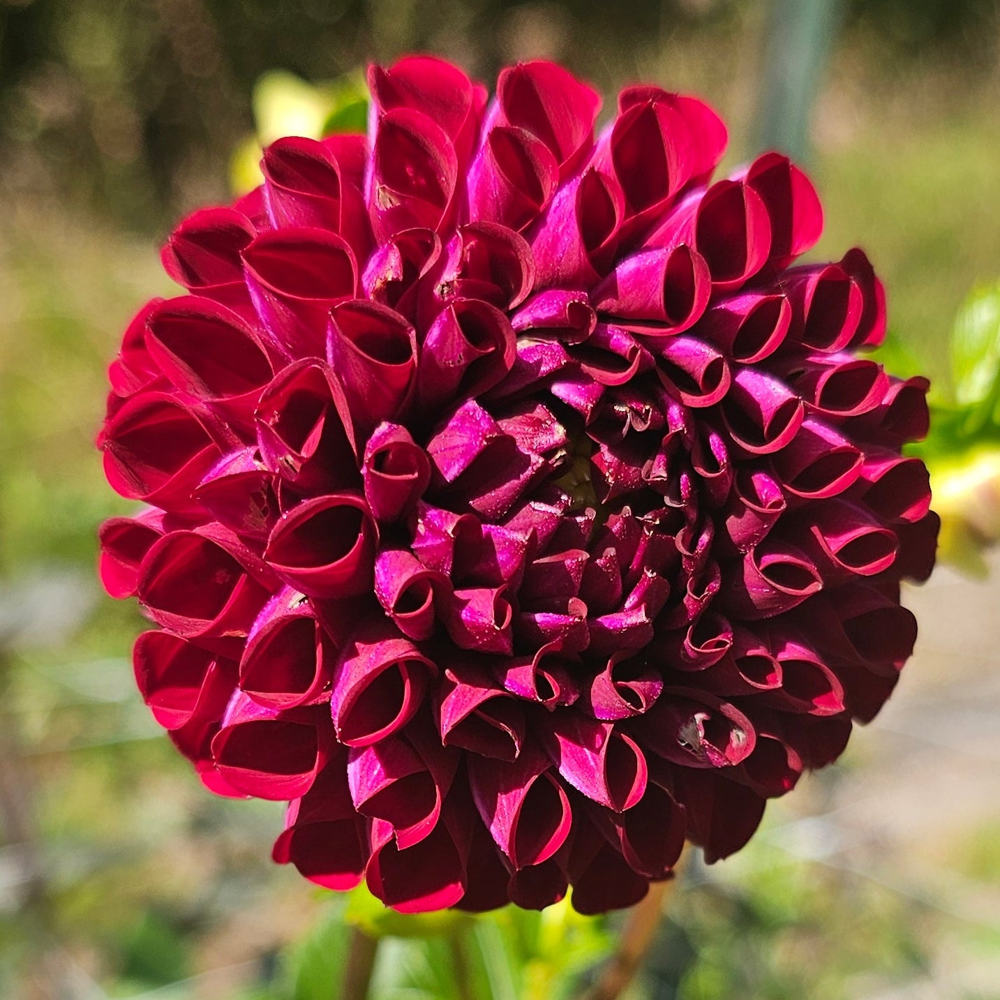 Chimacum Troy Dahlia