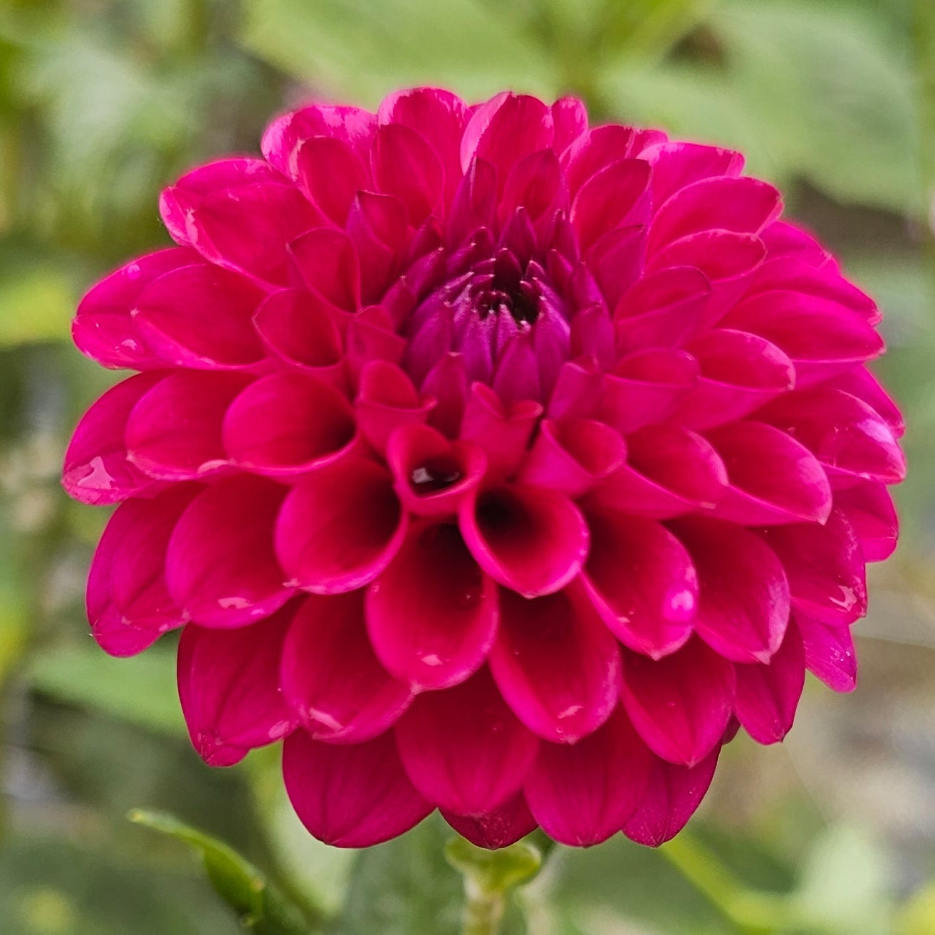 Cryfield Harmony Dahlia
