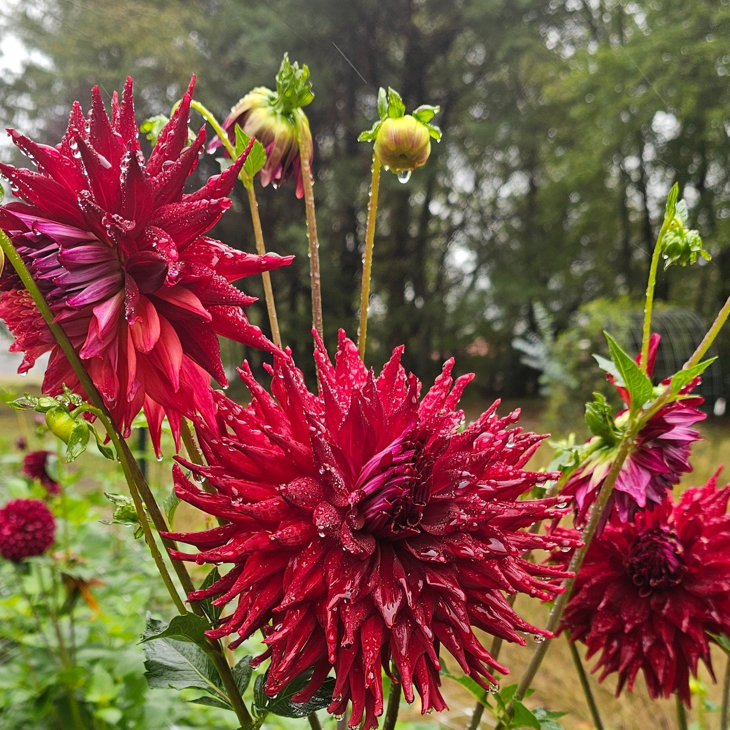 Bloomquist Quill Dahlia