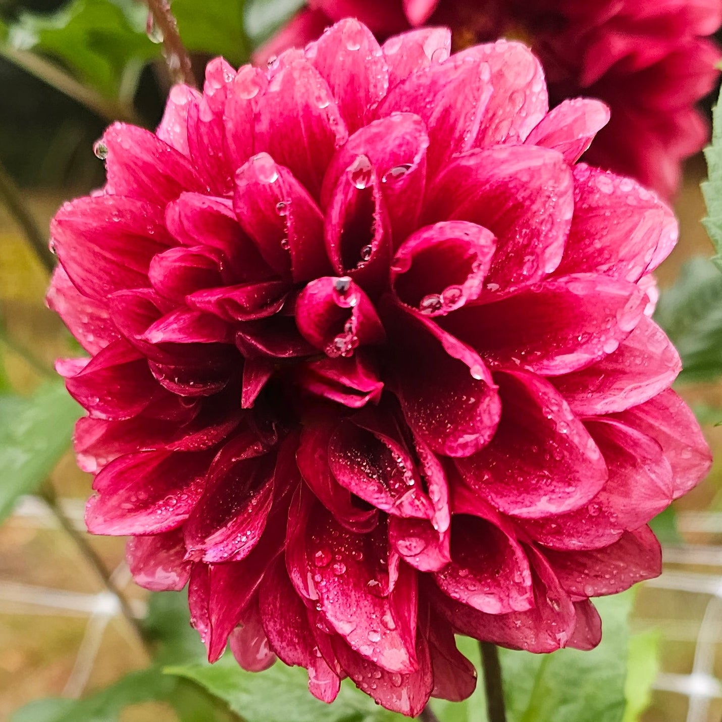 Bloomquist York Dahlia