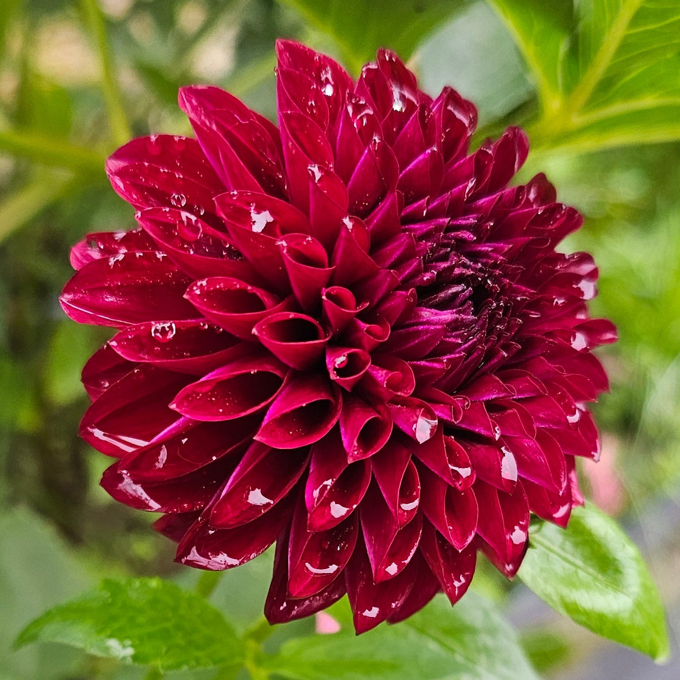Inego Dahlia