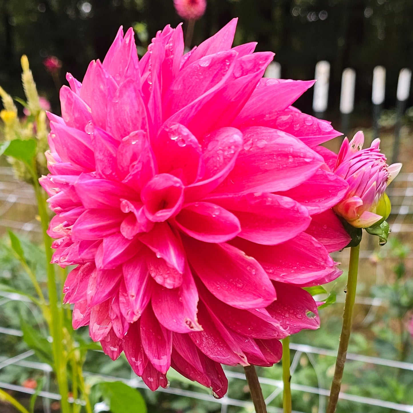 Scaur Swinton Dahlia