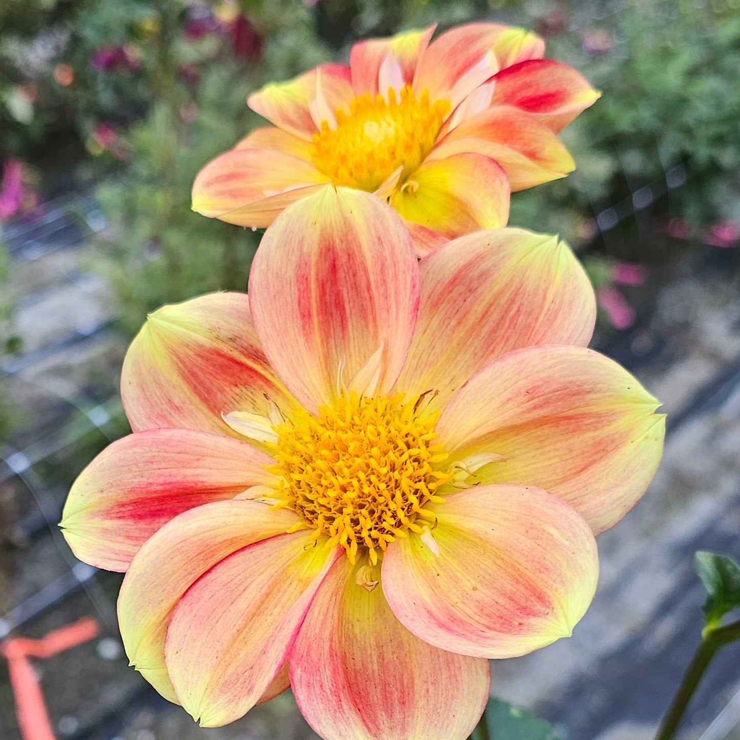 Mayberry's Flame Dahlia