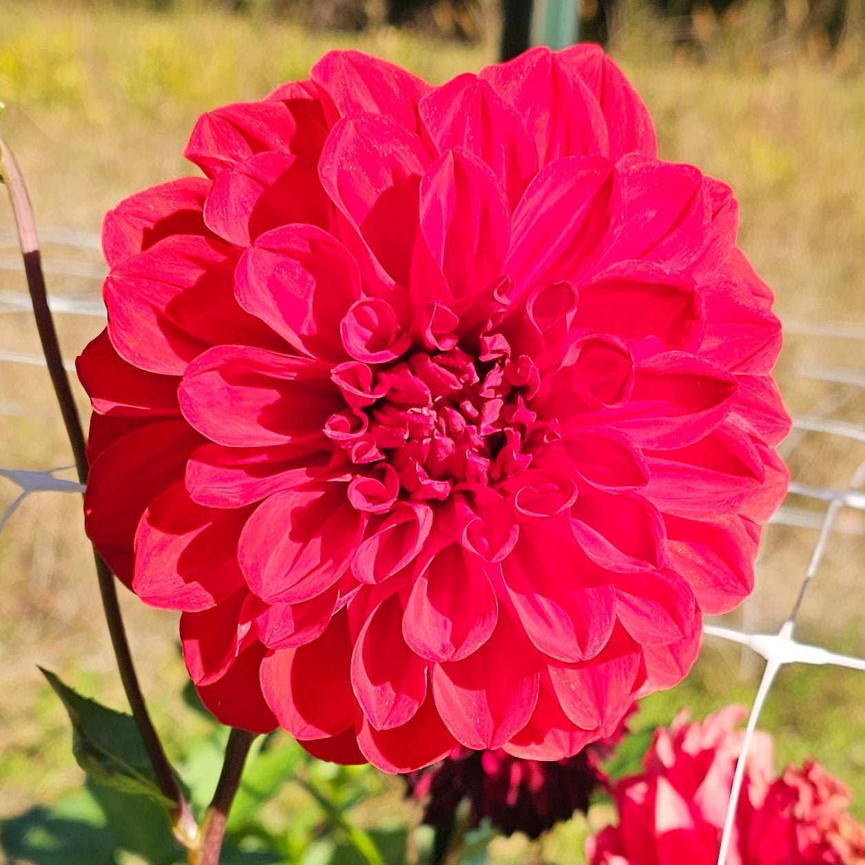 Drummer Boy Dahlia