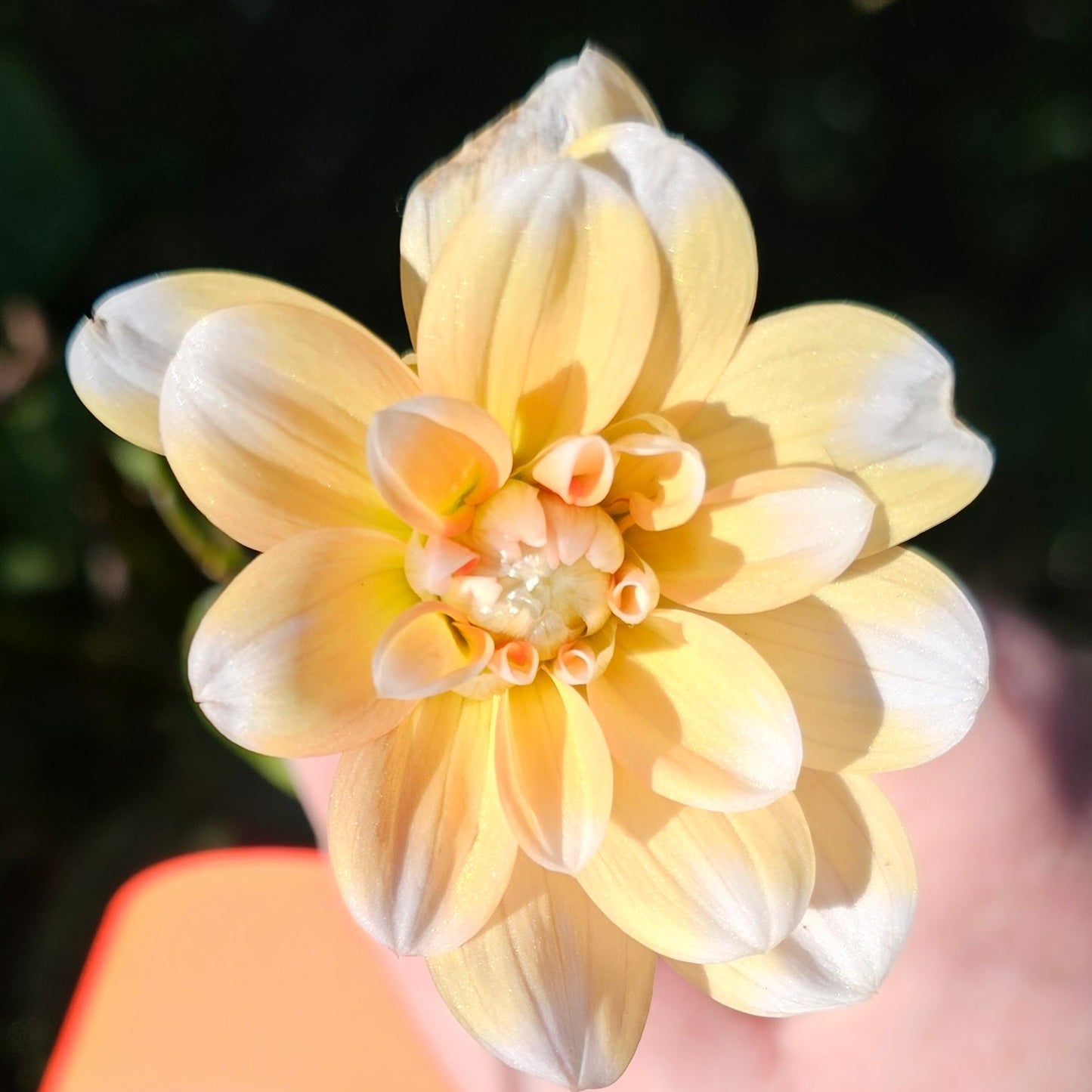 Orange Perception Dahlia