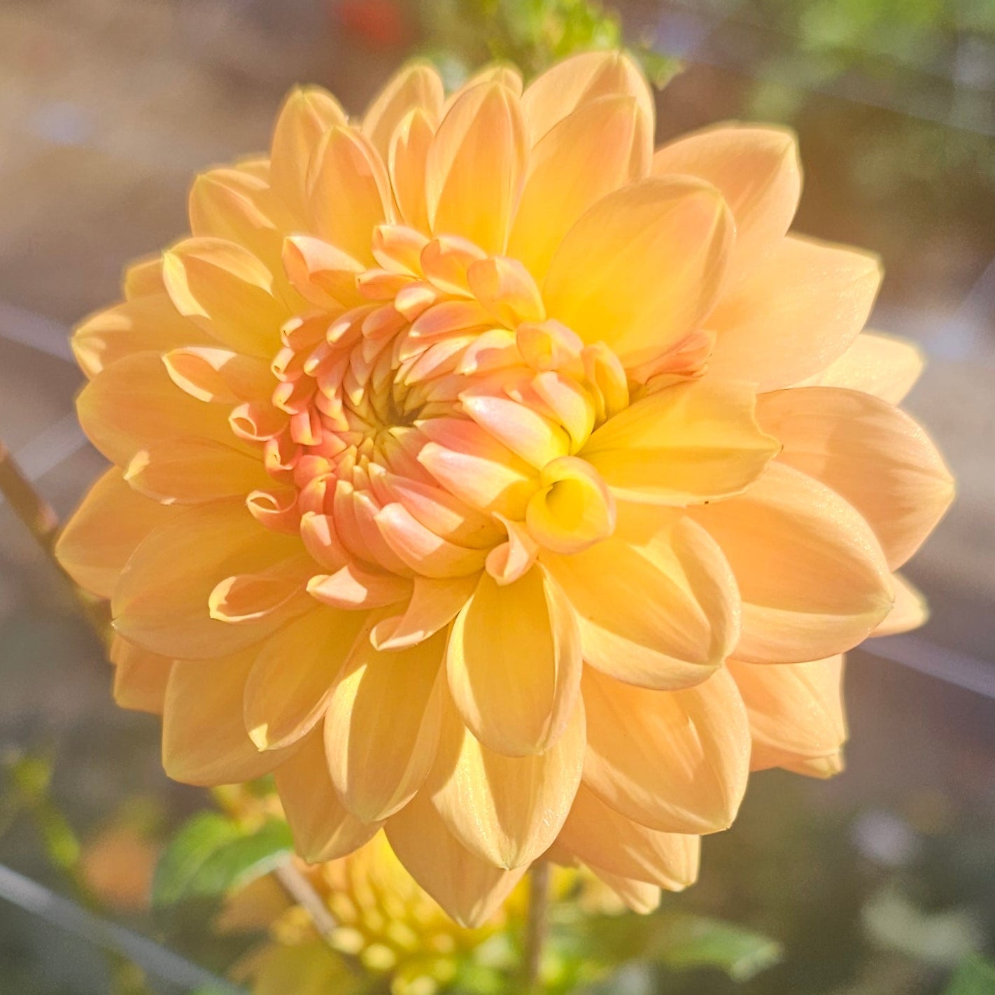Mission Gingersnap Dahlia