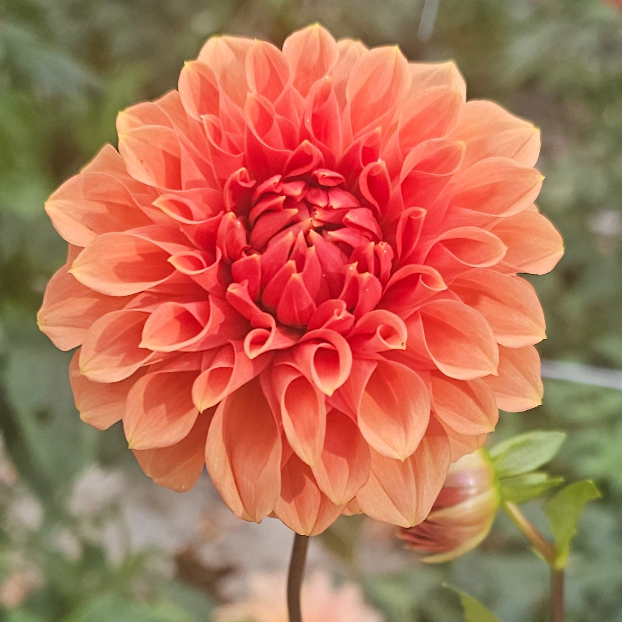 Hy Patti Dahlia