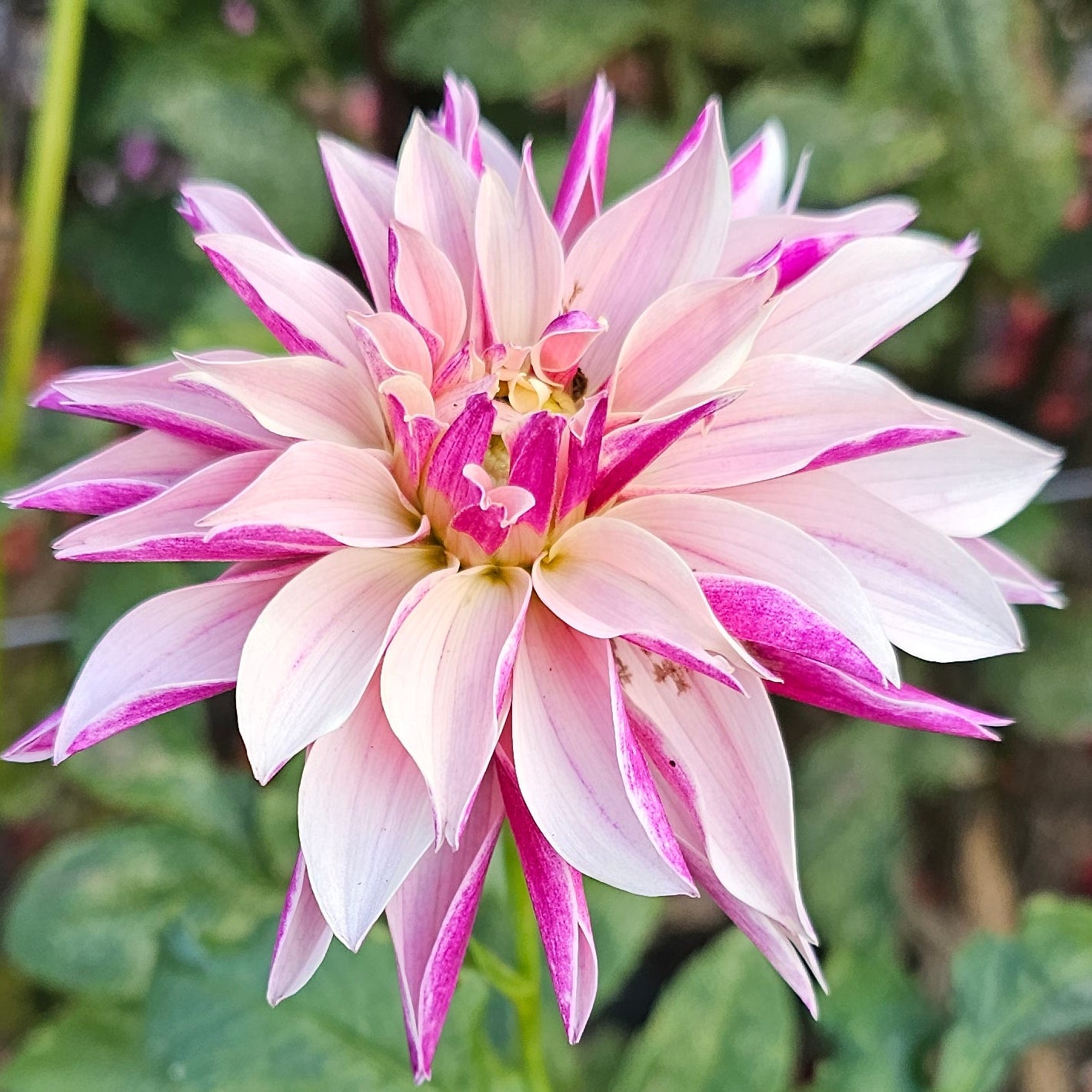 River's Artichoke Dahlia