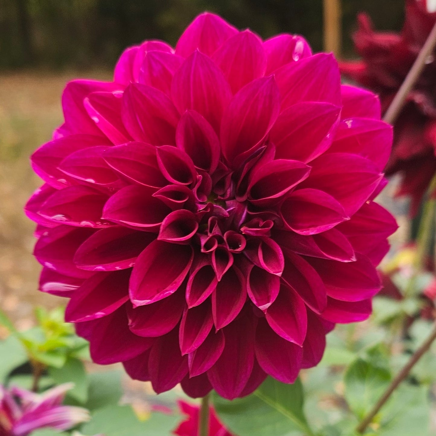 Woodlands Merinda Dahlia