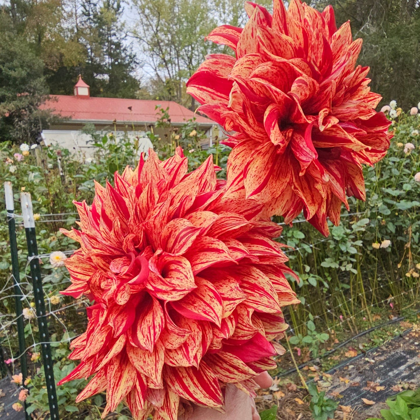 Harvey Koop Dahlia