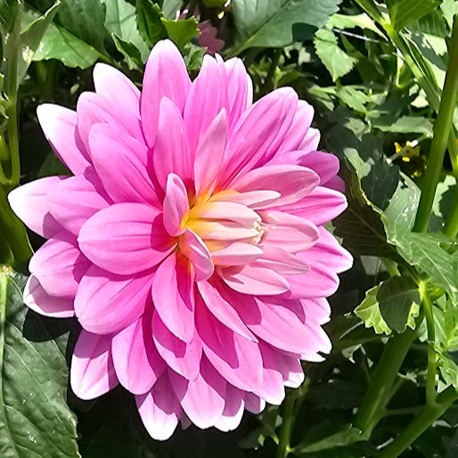 Hollyhill Pink Parfait Tuber