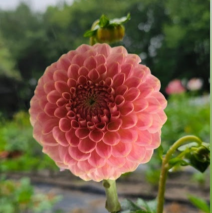 20th Ave Softer Peach Dahlia