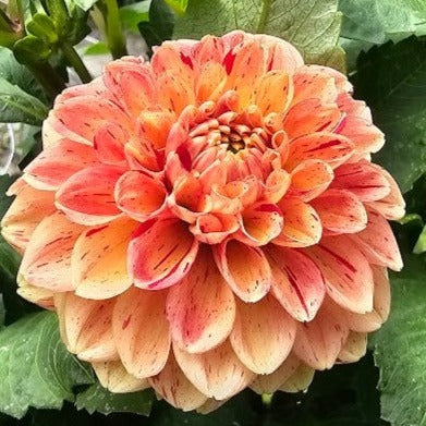 AC Firefly Dahlia