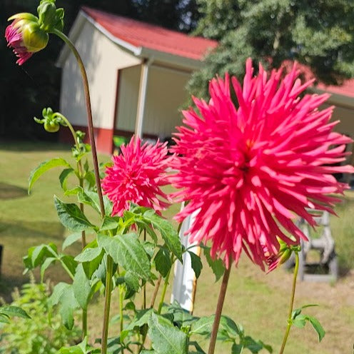 AC Thornbird Dahlia