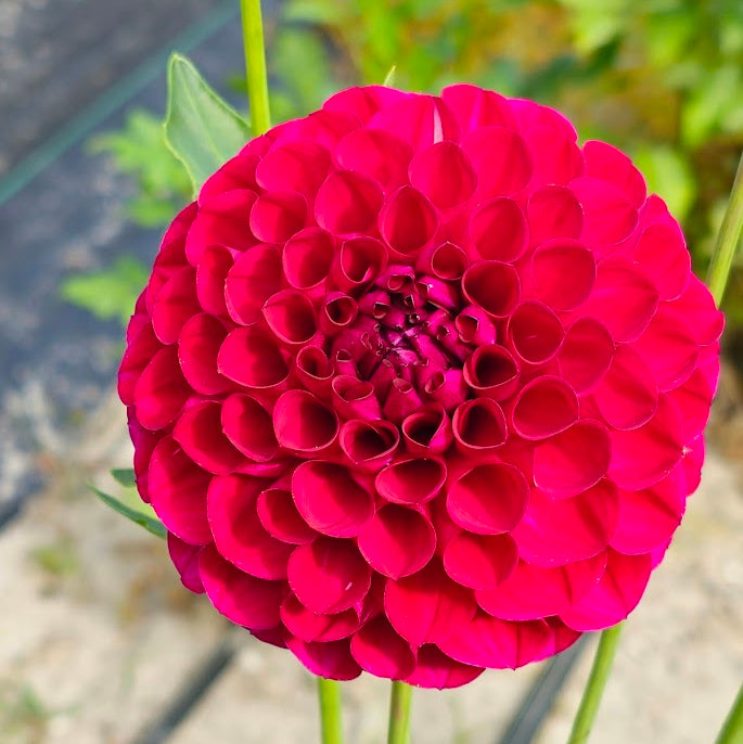 AC White Rabbit Dahlia
