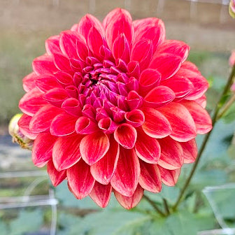 All that Jazz Dahlia