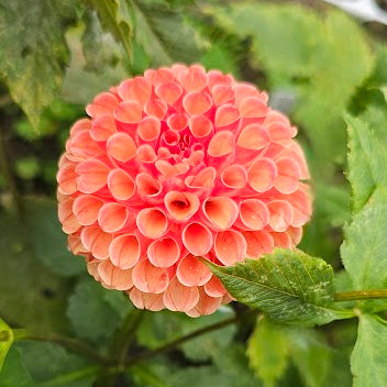 Amber Queen Dahlia