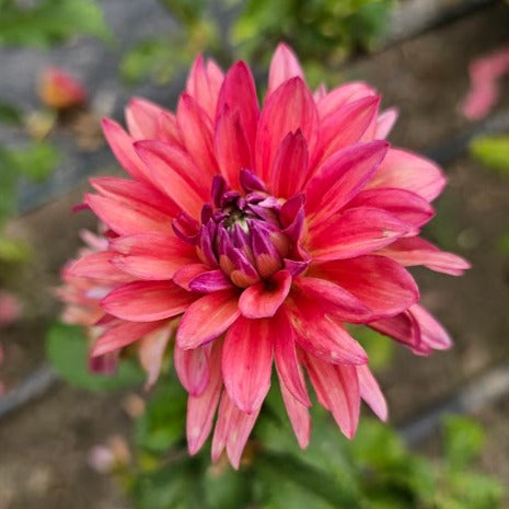 American Dawn Dahlia