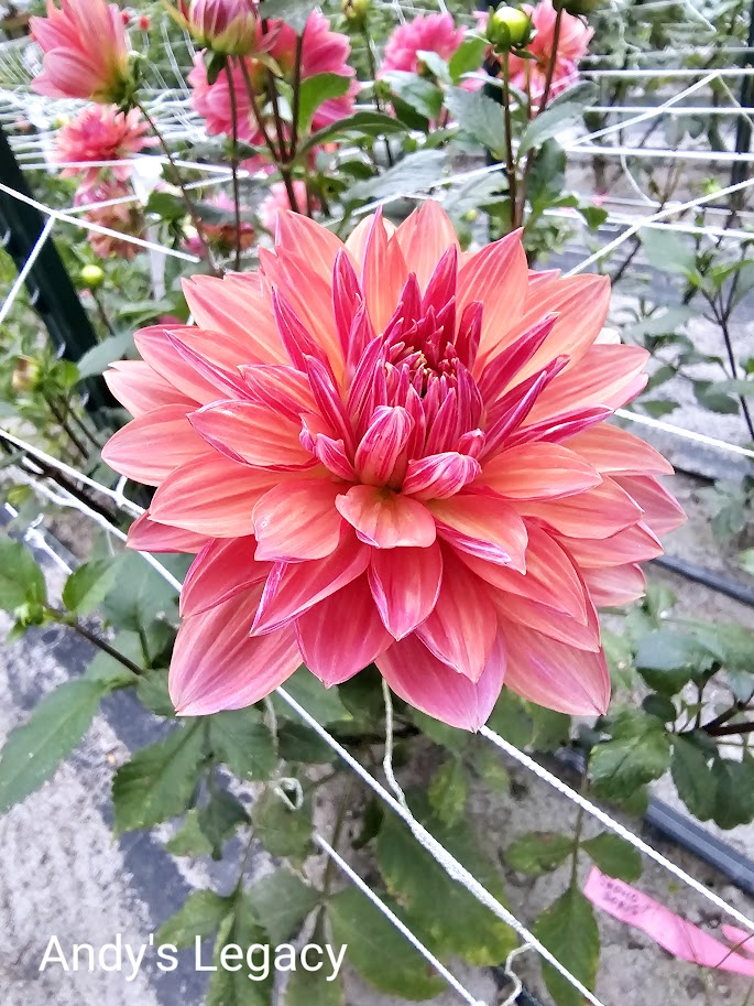 Andy's Legacy Dahlia