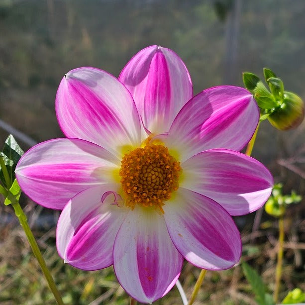 Apopa Sky Dahlia