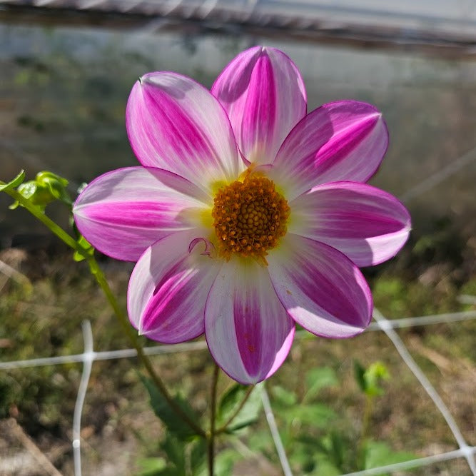 Apopa Sky Dahlia