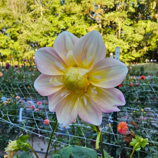 apple blossom dahlia seeds Apple Blossom Dahlia