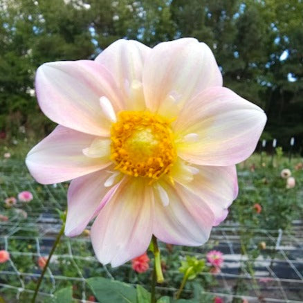 Apple Blossom Dahlia