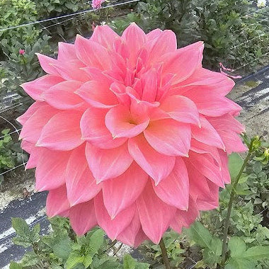 Avoca Amanda Dahlia