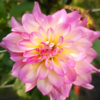 Bahama Mama Dahlia