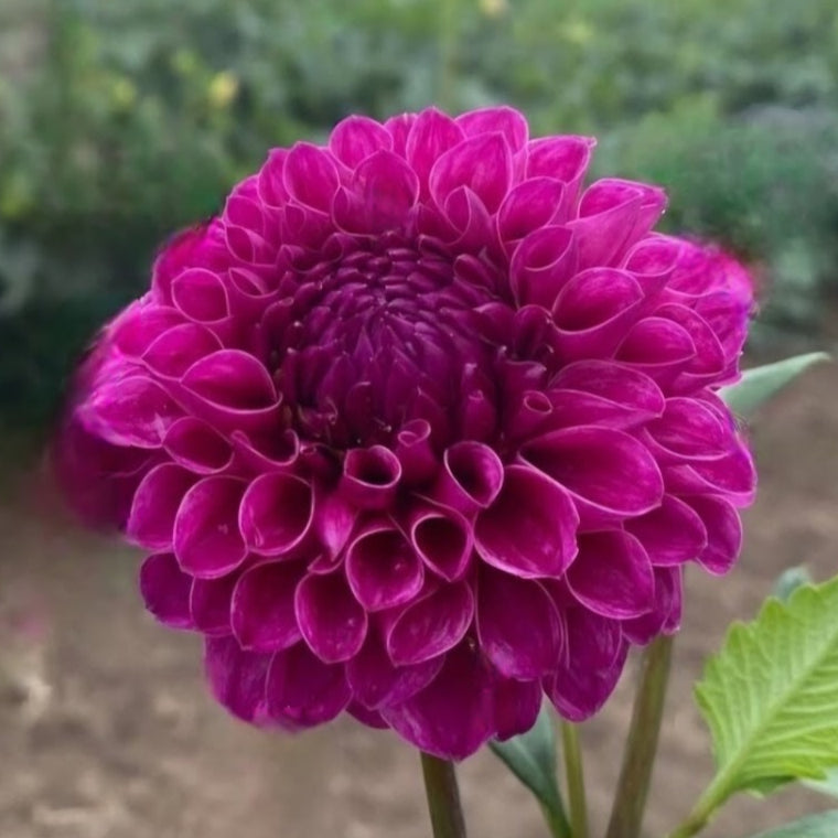 Barbarry Atlantean Dahlia