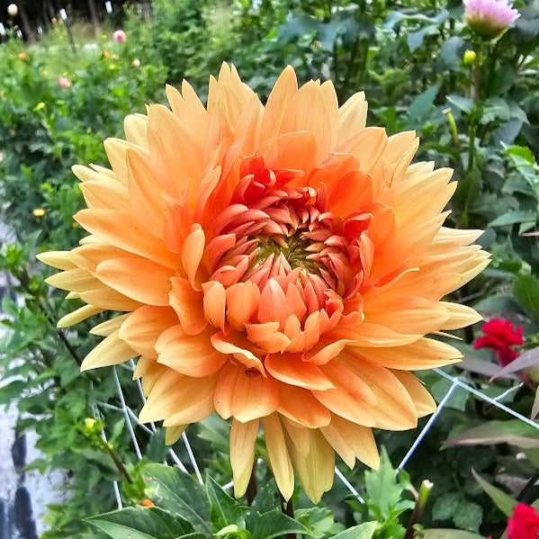 Big Brother Dahlia