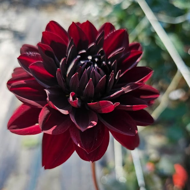 Black Satin Dahlia