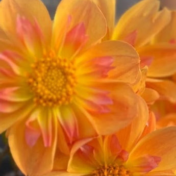 Bloomquist Behold Dahlia