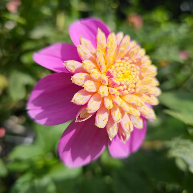 Bloomquist Ginnie Dahlia