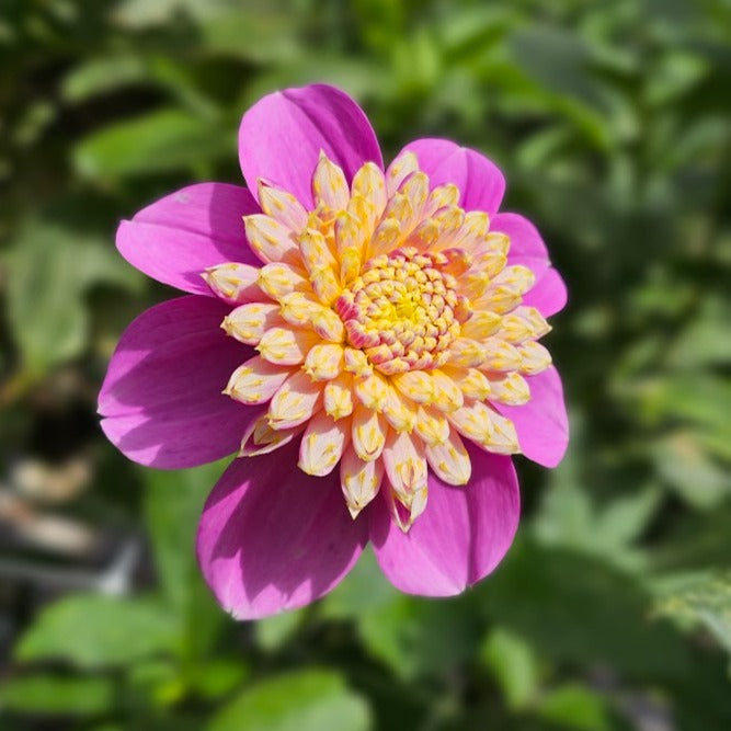 Bloomquist Ginnie Dahlia