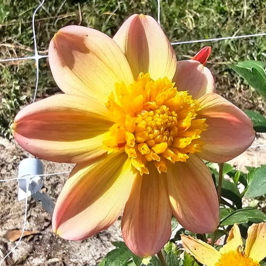 Bloomquist Golden Dahlia