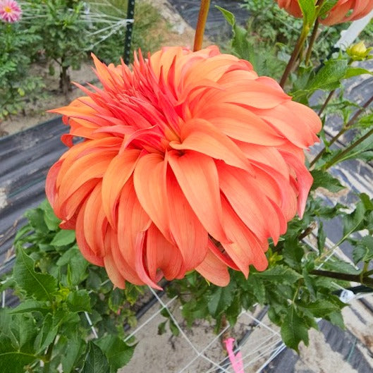 Bloomquist Jean Dahlia