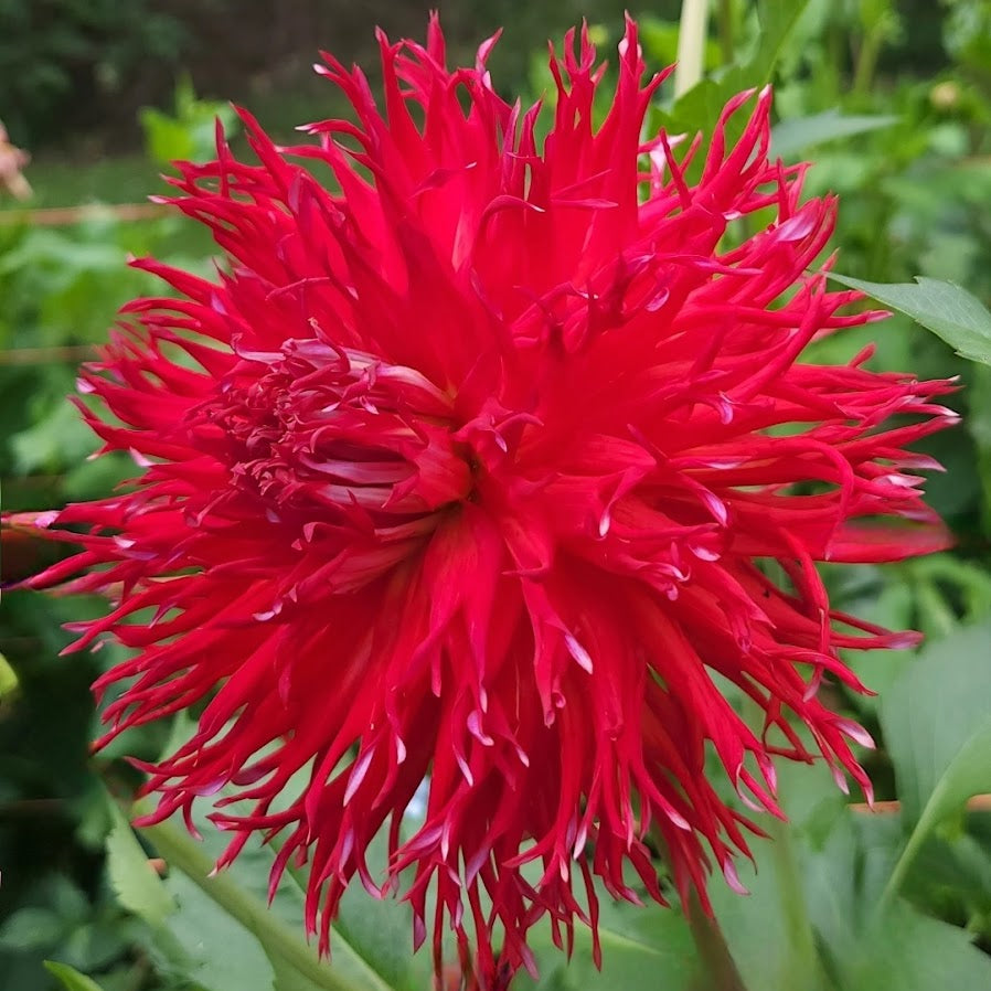 Bloomquist Joel Dahlia