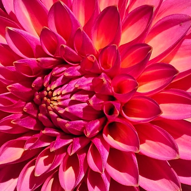 Bloomquist Mojo Dahlia