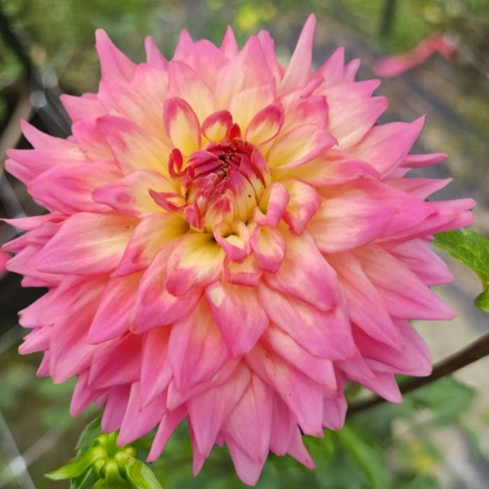 Bloomquist Parasol Dahlia