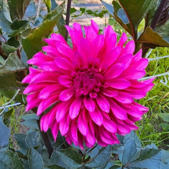 Bloomquist Pinwheel Dahlia