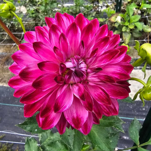 Bloomquist Vivian R Dahlia