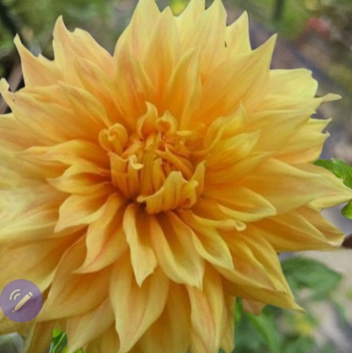 Bonaventure Dahlia - LIMIT 1