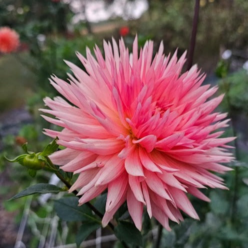 Brookside Cheri Dahlia