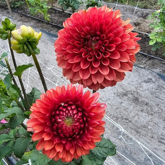 Brown Sugar Dahlia